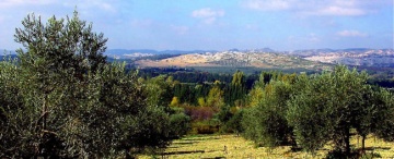 La récolte des olives au cabanon
