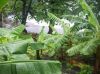 Terrain c�ti�re constructible 