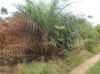 Vente Terrain � Kribi (Cameroun)