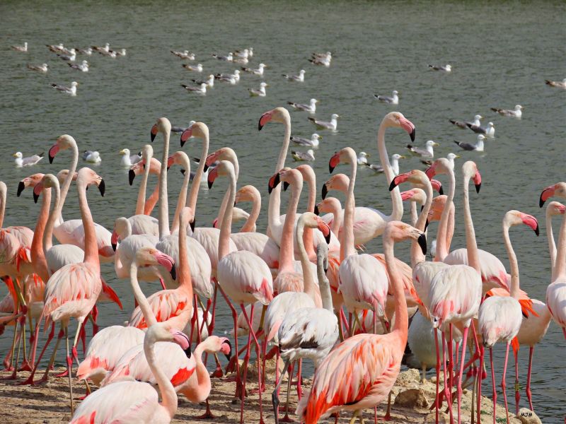 Flamands roses à Pissevache/St pierre la mer