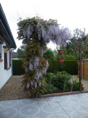 LES FLEURS DU JARDIN