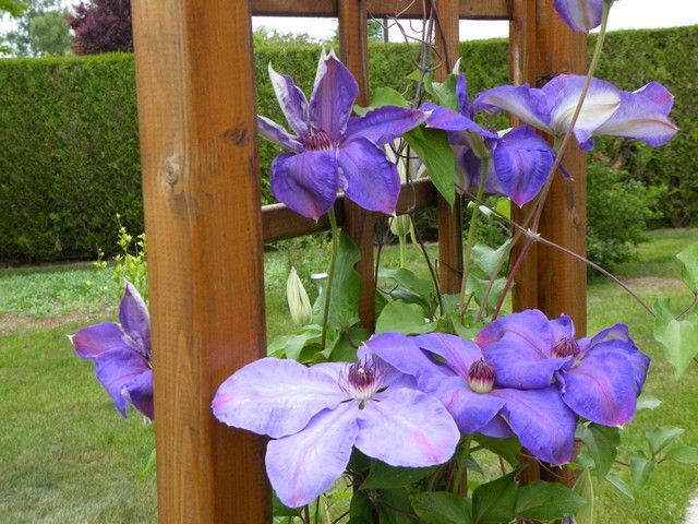 LES FLEURS DU JARDIN